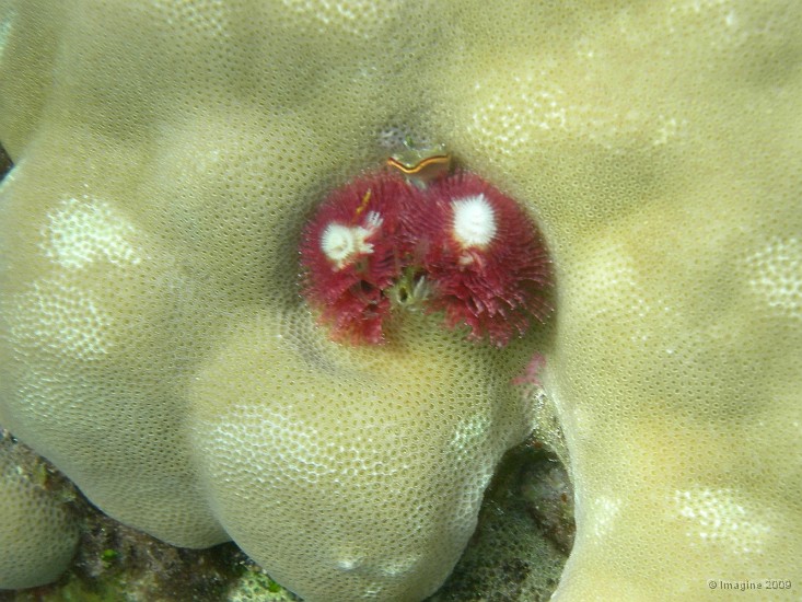 112- Spirobranche mauve.JPG